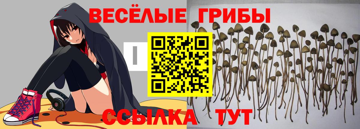 Псилоцибиновые грибы Psilocybe Десногорск